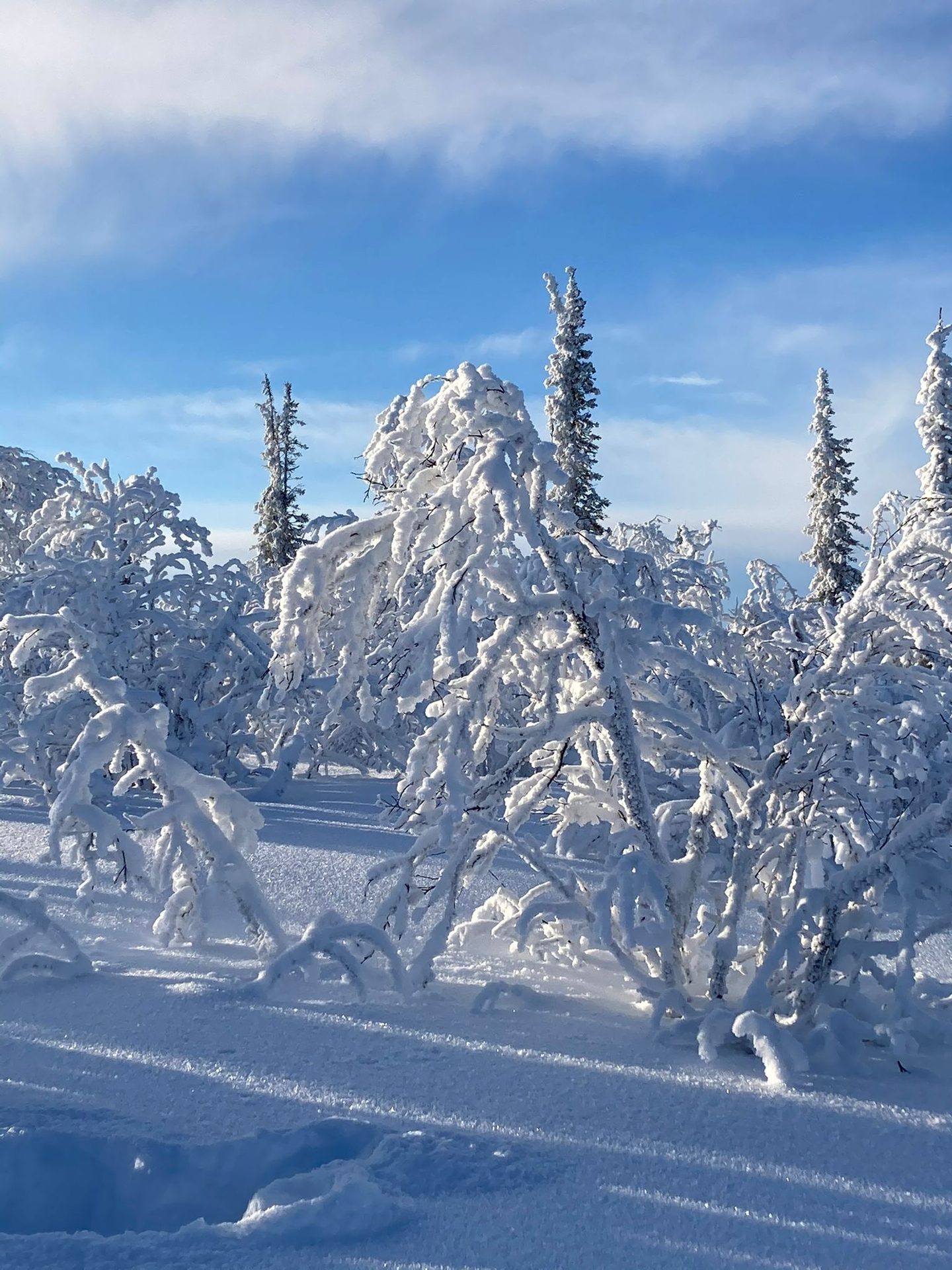 Vereiste Bäume in der Lappland-Wildnis